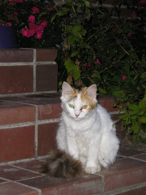 Blanding af racer Angel *Død:'(* - Angel på trappen (Sep./nov. 05) billede 1