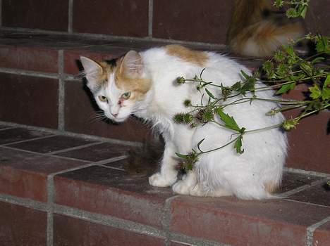 Blanding af racer Angel *Død:'(* - Miav siger den lille mis (Sep./nov. 05) billede 2