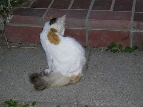 Blanding af racer Angel *Død:'(* - Angel på trappen, gør sig lige fin (Sep./nov. 05) billede 3