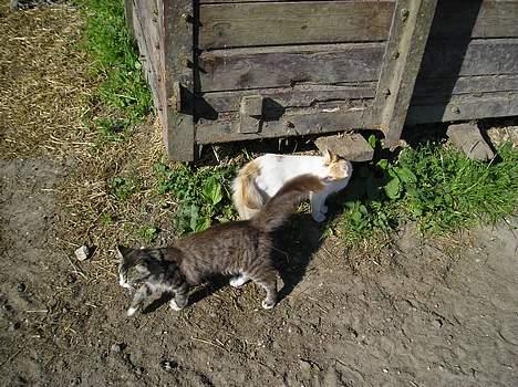 Blanding af racer Angel *Død:'(* - Angel og bror Giz i hestefolden :) (29. juli 05) billede 4