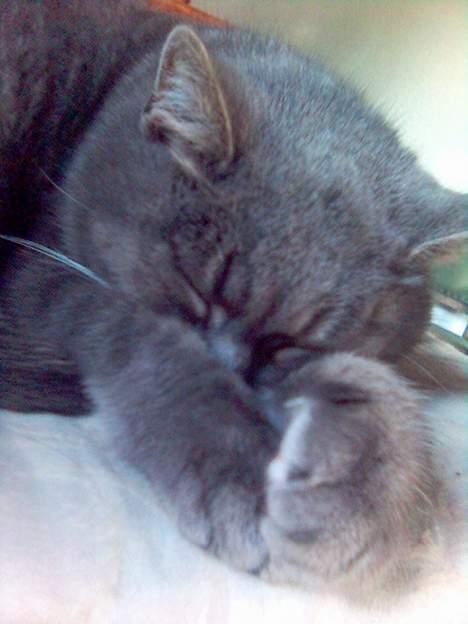 Blanding af racer Sille, *DØD 3/4 -06* - vi leger gemme :) billede 16