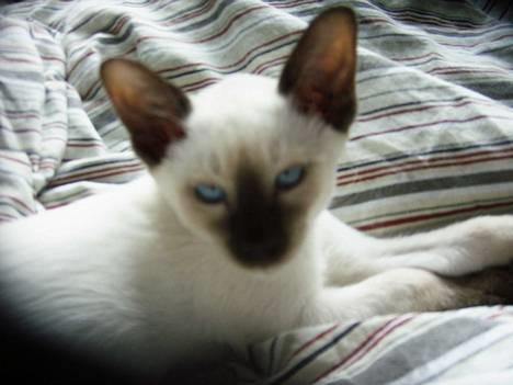 Siameser Anthon Berg - Anthon 10 ugerl billede 1