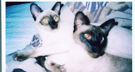 Siameser Anthon Berg billede 2