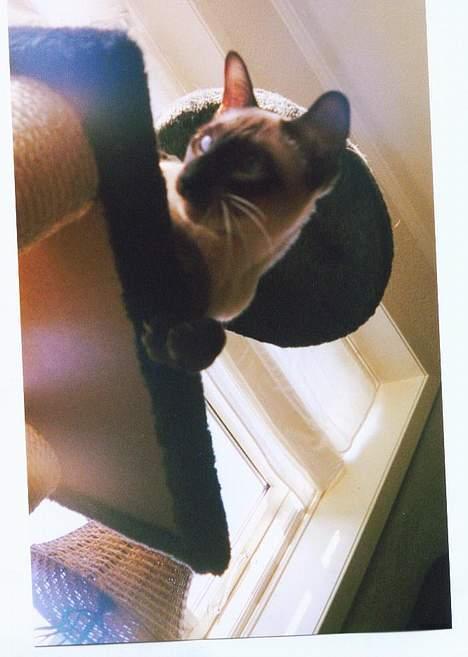 Siameser Anthon Berg billede 3