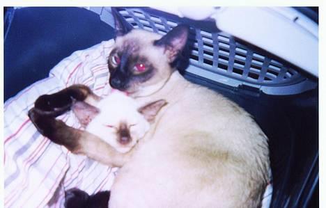 Siameser Anthon Berg - Andy & Anthon. billede 4