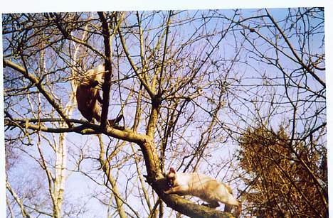 Siameser Anthon Berg - på klatretur i haven billede 5