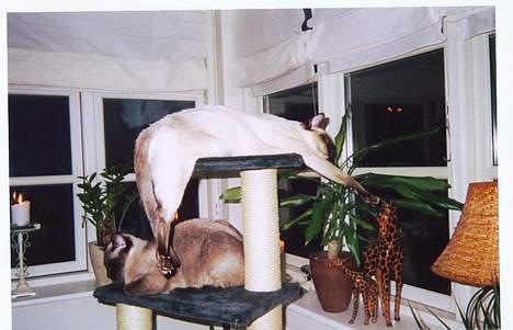 Siameser Anthon Berg - her hænger jeg godt billede 6