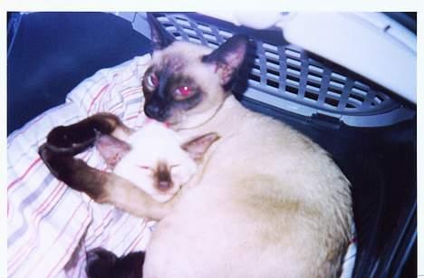 Siameser Anthon Berg - trygt i storebrors arme billede 7