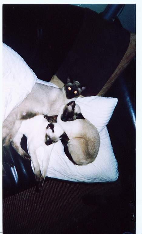 Siameser Anthon Berg billede 8