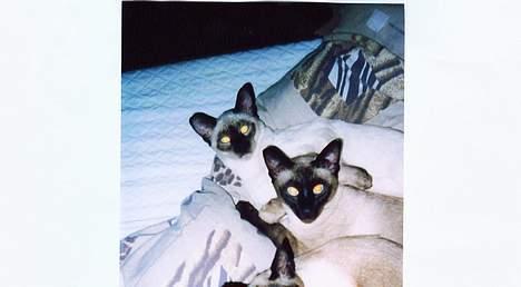 Siameser Anthon Berg billede 9