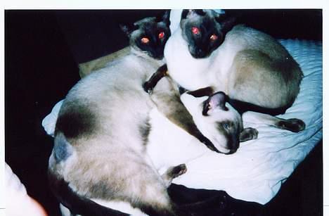 Siameser Anthon Berg - Anthon 3 mdr. Aramis 8 mdr. og Andy 14 år....Andy er desværre ikke hos os mere.. snøft!     billede 10