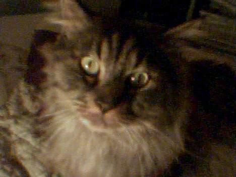 Maine Coon Victor billede 8