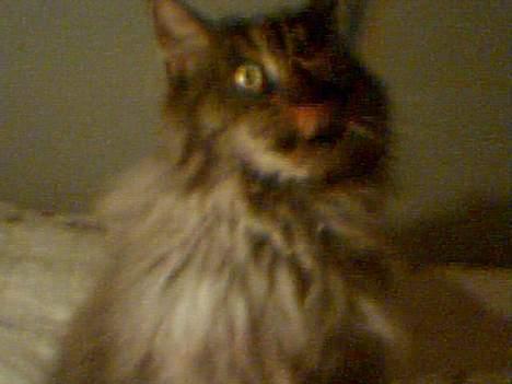 Maine Coon Victor billede 9