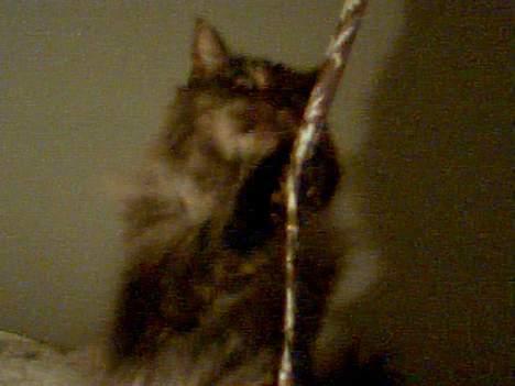 Maine Coon Victor billede 10