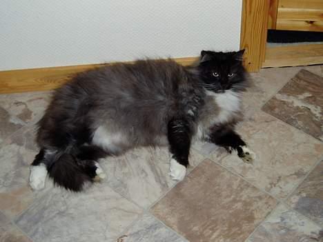 Norsk Skovkat Dansbjergs Monty billede 1