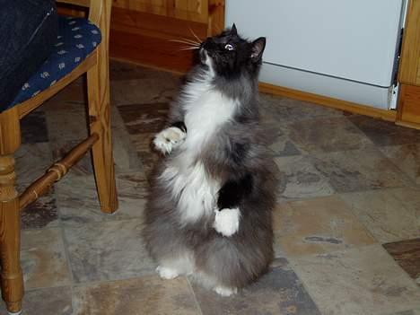 Norsk Skovkat Dansbjergs Monty billede 2