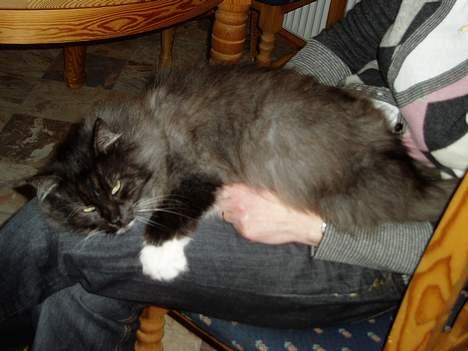 Norsk Skovkat Dansbjergs Monty billede 3