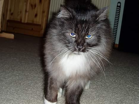 Norsk Skovkat Dansbjergs Monty billede 4