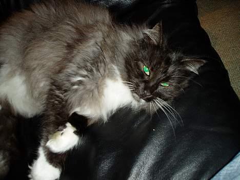 Norsk Skovkat Dansbjergs Monty billede 5