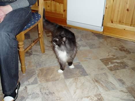 Norsk Skovkat Dansbjergs Monty billede 6