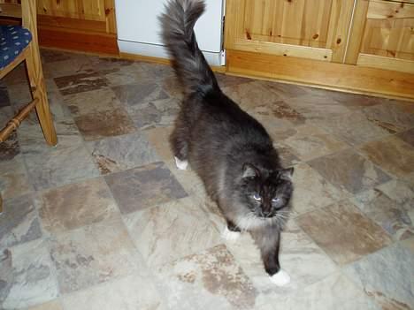 Norsk Skovkat Dansbjergs Monty billede 7