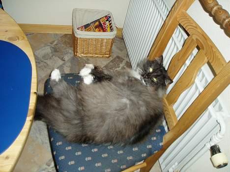 Norsk Skovkat Dansbjergs Monty billede 8