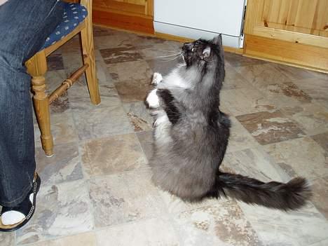 Norsk Skovkat Dansbjergs Monty billede 9