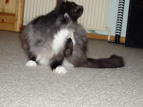 Norsk Skovkat Dansbjergs Monty billede 10