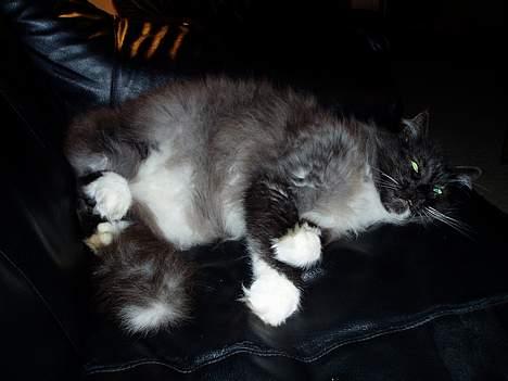 Norsk Skovkat Dansbjergs Monty billede 11