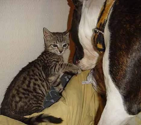 Blanding af racer Tøfting(ike min mere) - Ihh det er skønt at være konge billede 6