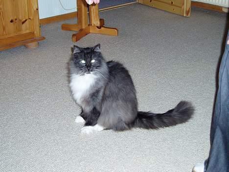 Norsk Skovkat Dansbjergs Monty billede 12