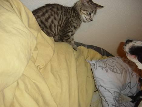 Blanding af racer Tøfting(ike min mere) - hej Fenja billede 7