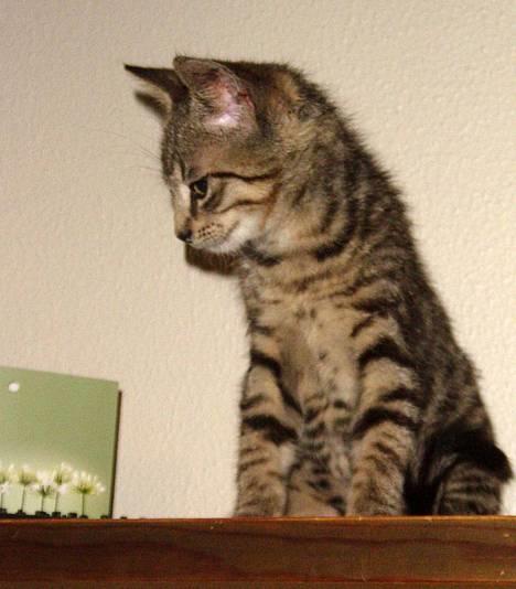 Blanding af racer Tøfting(ike min mere) - Vil altså gerne ned herfra.... billede 8