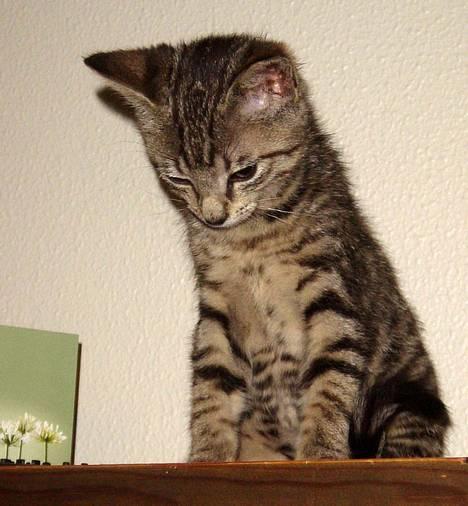 Blanding af racer Tøfting(ike min mere) - der er godt nok langt ned... billede 9