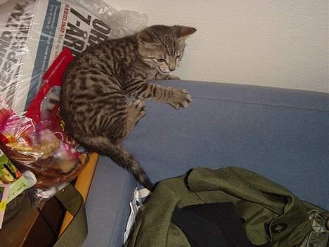 Blanding af racer Tøfting(ike min mere) - Gider ikk lege mere med dig Fenja billede 10