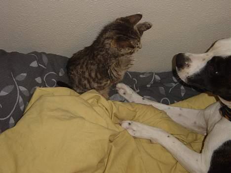 Blanding af racer Tøfting(ike min mere) - Jeg advarer dig! billede 11