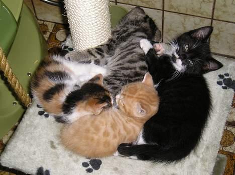 Blanding af racer Sorteper *Forsvundet!* - De fire killinger (28 aug. 05) billede 15