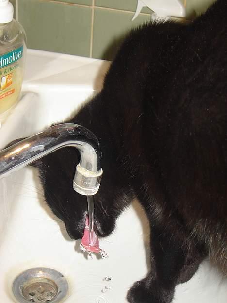 Huskat Cæsar - At drikke vand direkte fra hanen er bedst .......  billede 10