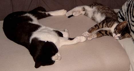 Huskat *** Kenzo *** (Død) - HER LIGGER KENZO OG FLETTER POTER MED SIN AFDØDE LILLEBROR KILO... *snøft* billede 3