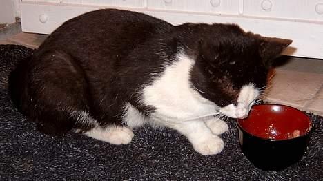 Huskat *** Kenzo *** (Død) - FØRSTE DAG KENZO VAR INDE EFTER HANS HJEMKOMST!!! HAN VAR SUUUULTEN.. billede 7