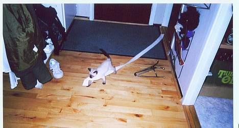 Siameser Anthon Berg - Se lige hvad jeg har fundet billede 11