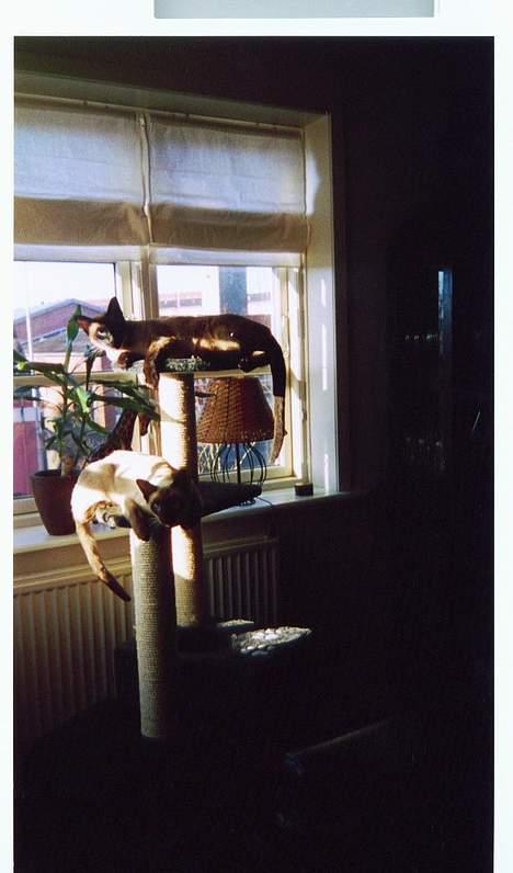 Siameser Anthon Berg - Aramis & Anthon soler sig. billede 12