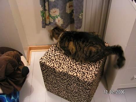 Huskat Venda - hov jeg vender hvist lidt forkert billede 5