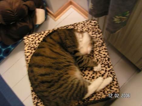 Huskat Venda - ja her er jeg så igen igang med en dejlig lur billede 6