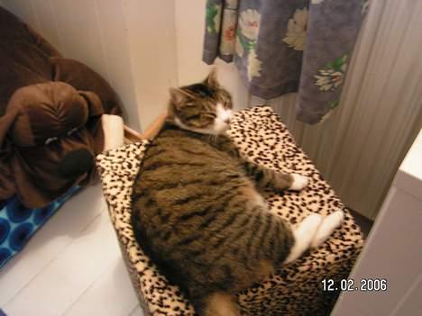 Huskat Venda - hej med dig billede 7