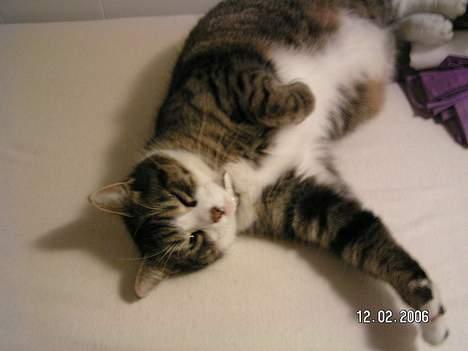 Huskat Venda - jeg holder øje med dig billede 8