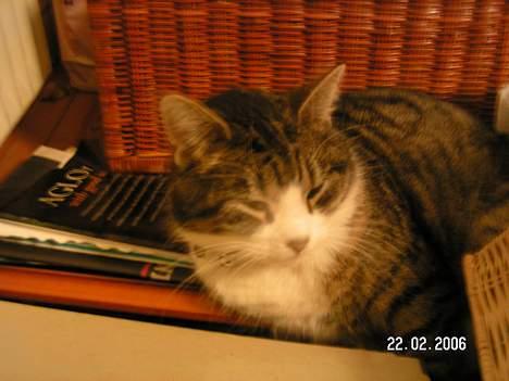 Huskat Venda - nådada er du her billede 10