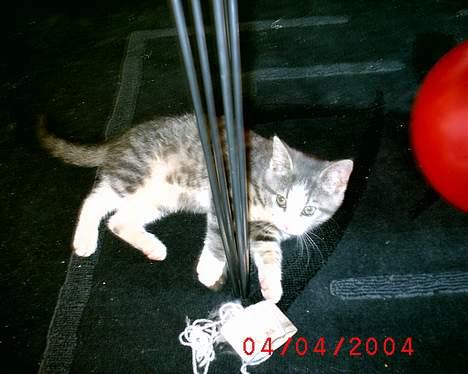 Huskat Cille billede 8