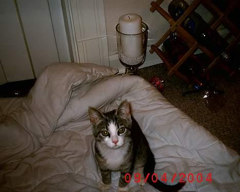 Huskat Cille billede 11