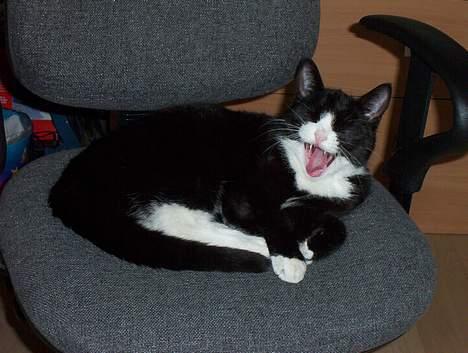 Blanding af racer Vera - vera griner af jer billede 11